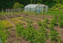 Agricultura pe înțelesul tuturor – Să ne protejăm ecologic grădina