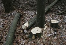 Dosar penal, după ce a tăiat ILEGAL patru arbori