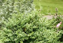 Cimișirul (Buxus sempervirens L.) – beneficii și proprietăți