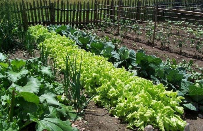 Cum-sa-alegi-ce-plante-sa-cultivi-in-gradina-ta-1