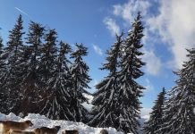 Turiștii din Rânca, întâmpinați de câinii vagabonzi