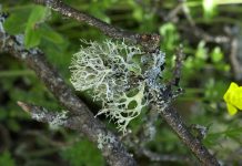 Lichenul de prun (Evernia prunastri) – beneficii și proprietăți