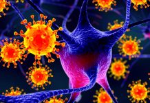 Nipah, virusul ce poate genera următoarea pandemie, are aceeaşi gazdă ca şi SARS-CoV-2