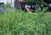 Amenzi majorate pentru cei care nu distrug ambrozia