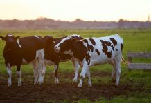 APIA primește cererile de plată pentru ajutorul de stat în sectorul creşterii animalelor