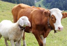 Focar de Bluetongue, într-o gospodărie din Bumbești-Pițic