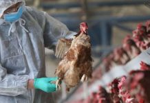 Focar de gripă aviară, la o exploatație comercială de păsări din județul Olt