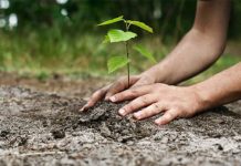 Termen pentru depunerea cererilor de sprijin pe măsura ,,Sprijin pentru prima împădurire și crearea de suprafețe împădurite”