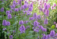 Vindecea (Betonica officinalis) – beneficii și proprietăți