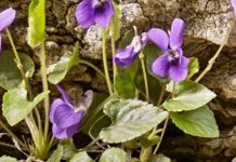 Toporaşi (Viola odorata) – beneficii și proprietăți