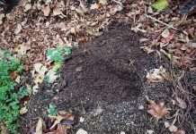 Vezi anunțul Gărzii de Mediu Gorj!