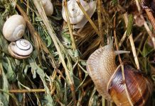 Agricultura pe înțelesul tuturor – Să ne protejăm ecologic grădina, casa