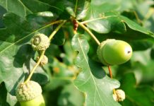 Stejar (Quercus robur) – beneficii și proprietăți