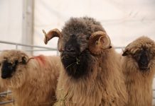 APIA efectuează plata ajutorului de stat în sectorul creșterii animalelor