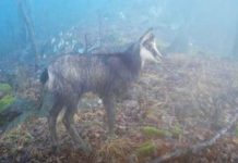 Sălbăticiuni filmate în Defileul Jiului cu o cameră de monitorizare!