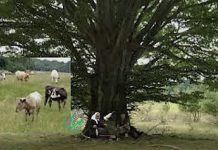 LA UMBRA UNUI FAG ROTAT (II)