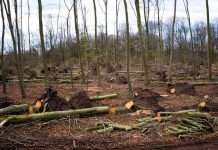 Cercetat pentru furt de material lemnos