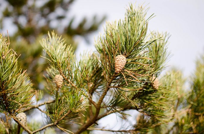 pinus-sylvestris-4083922_960_720