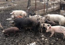 Fermă clandestină de porci, în incinta Carierei Roșia