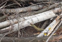 Defrişare masivă la Bumbeşti Jiu! IPJ Gorj: Am dispus verificări