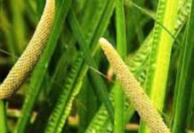 Obligeana (Acorus calamus) – beneficii și proprietăți