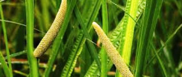 Obligeana-Acorus-calamus-610x259