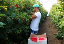 AJOFM Gorj: 900 locuri de muncă în domeniul agricol, în Spania, prin intermediul EURES România