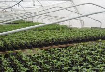 Agricultura pe înțelesul tuturor – Producerea răsadurilor și a legumelor în micile ferme comerciale și în grădinile familiale