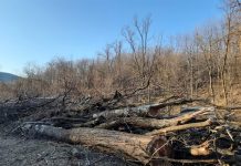 Încă două cazuri de tăiere ilegală și furt de arbori!