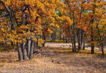 APIA a lansat o nouă sesiune a Măsurii 15 ,,Servicii de silvomediu, servicii climatice și conservarea pădurilor”