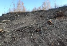 Jaf în pădurea de la Sadu! A fost RAS un deal întreg