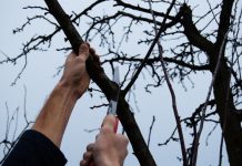 Agricultura pe înțelesul tuturor – Lucrări agricole în livada și via aflate în repausul vegetativ