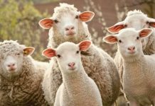 APIA a demarat autorizarea la plată a Ajutoarelor Naționale Tranzitorii