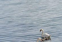 Lebedele de pe lacul de acumulare din municipiu au șase pui