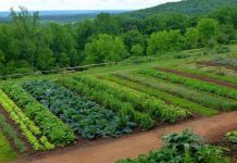 Agricultura pe înțelesul tuturor – Recolte multiple de legume prin asocierea culturilor