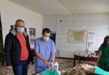 Campanie de sterilizare a câinilor la Peștișani