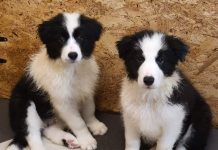 Doi căței din rasa Border Collie, donați Salvamont Gorj și Salvamont Harghita