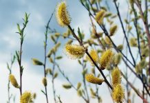 Cum va fi vremea de Florii