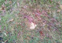 Otravă pusă pe câmp în Câlnic, crescătorii de animale au sesizat poliția! Vinovatul are dosar penal