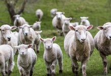 Au fost aprobate plafoanele ajutoarelor naţionale tranzitorii în sectoarele vegetal şi zootehnic, speciile ovine și caprine!
