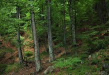 Romsilva lansează prima ediție a Catalogului de prezentare a sortimentelor de lemn fasonat