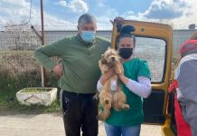 Rovinari: Campanie gratuită de sterilizare a câinilor și pisicilor