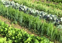 Agricultura pe înțelesul tuturor – Rotația culturilor legumicole