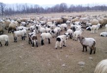 Reguli stricte pentru comercializarea mieilor de Paște