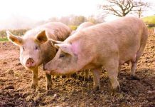 ANSVSA: Trei noi focare de pestă porcină africană, în Gorj!