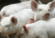 ANSVSA: Încă un focar de pestă porcină africană, în Gorj