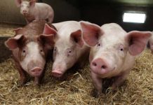 Trei noi focare de pestă porcină africană