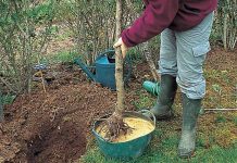 Agricultura pe înțelesul tuturor – Plantarea corectă a pomilor fructiferi