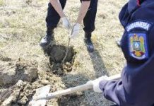 Stejari plantați de jandarmii gorjeni