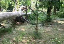 Femeie rănită în Parcul Central din Târgu-Jiu, de o creangă care i-a căzut în cap – Viceprimarul Bejinaru tace!